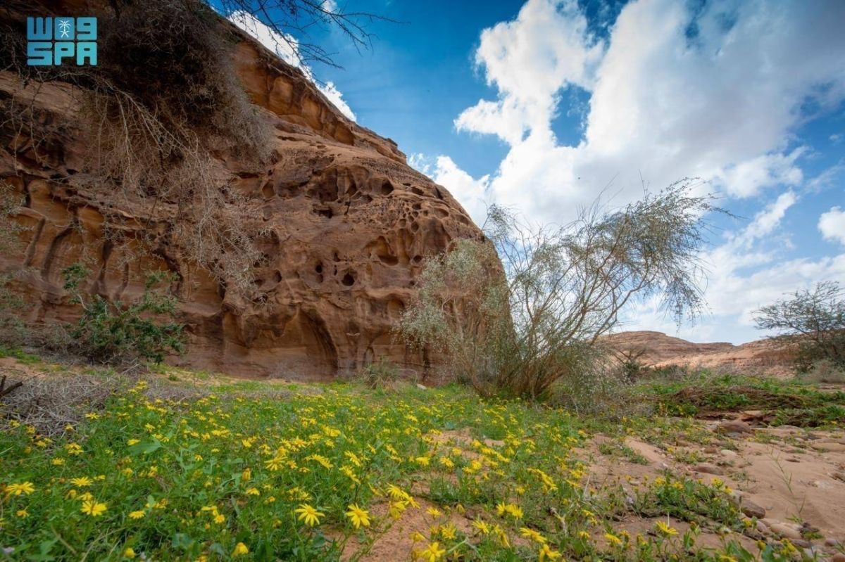 هيئة العلا تحظر أنشطة القيادة المضرة بأراضي الغطاء النباتي