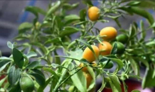 طفرة فى التشجير.. المشاتل والمتاجر تزين شتاء المدينة المنورة بالمساحات الخضراء