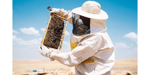 صرخة للعاملين في قطاع النحل في الجنوب ومخاوف من ضياع الموسم ووزارة الزراعة تتحرك للمساعدة