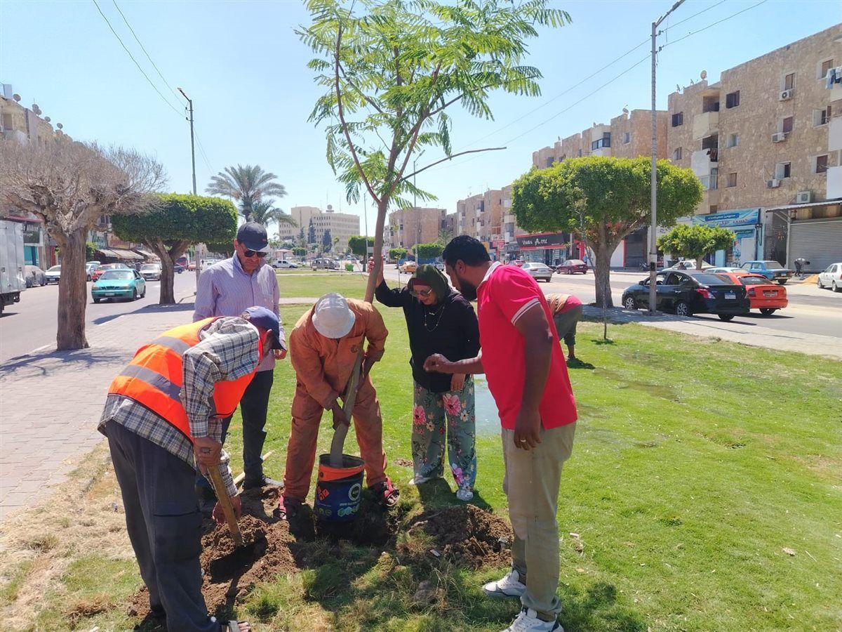 جانب من أعمال زراعة الأشجار، فيتو