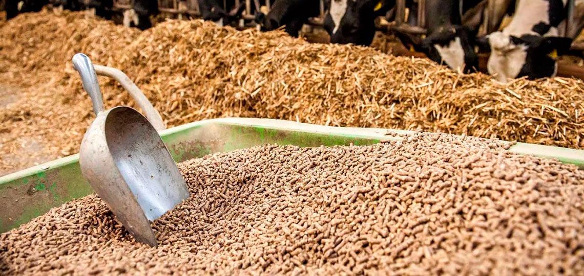 أسعار الأعلاف والحبوب اليوم في الأسواق، فيتو