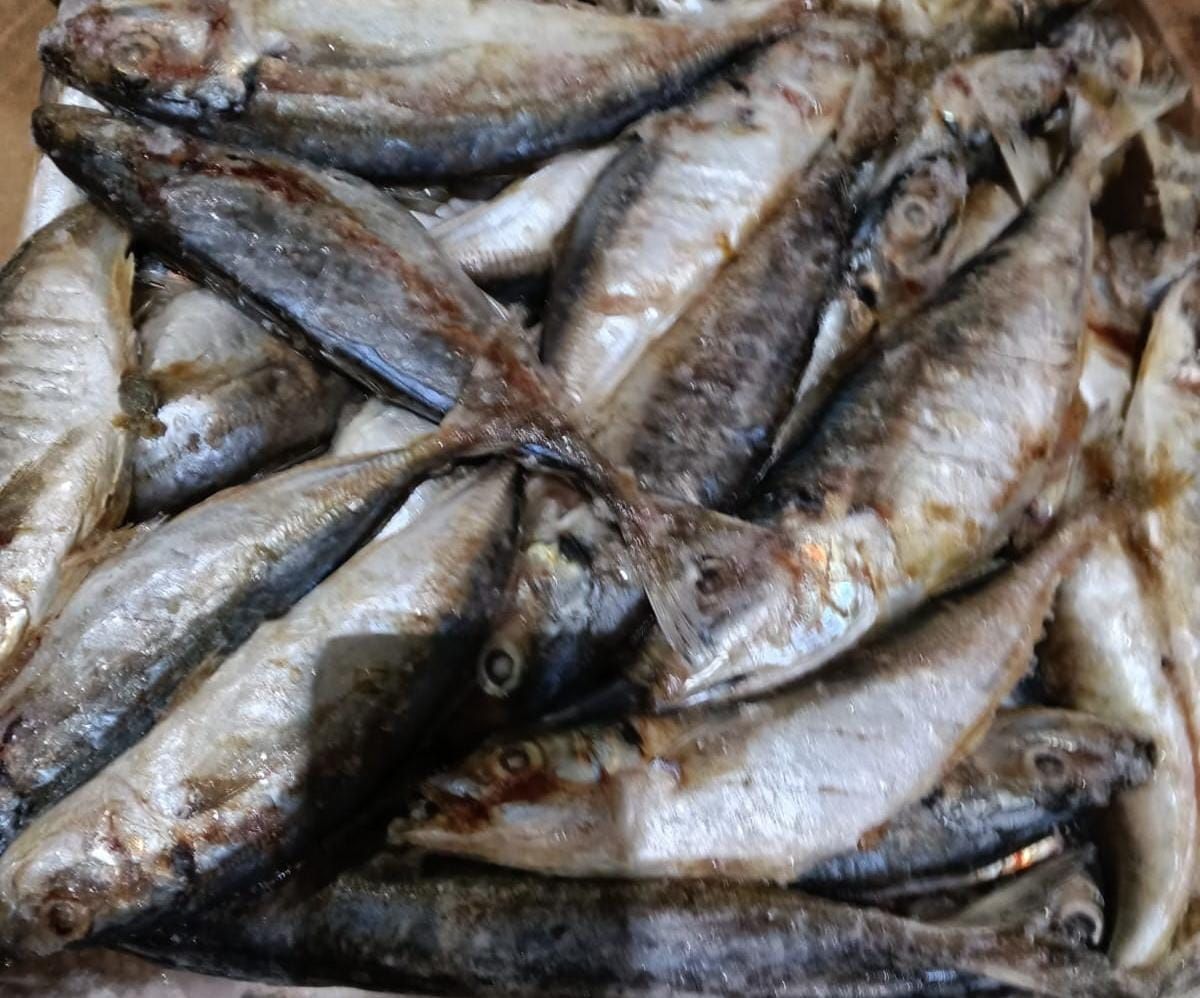 بيطري القليوبية، فيتو