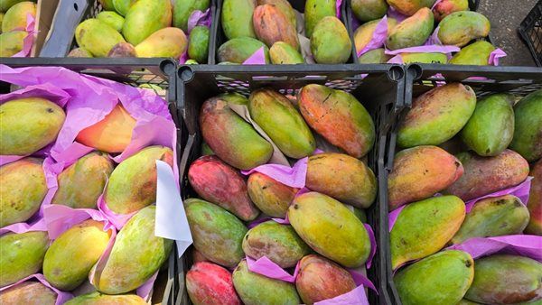 أسعار المانجو اليوم، ارتفاع العويسي 30 جنيها والفص تقفز إلى 130 جنيها "جملة"