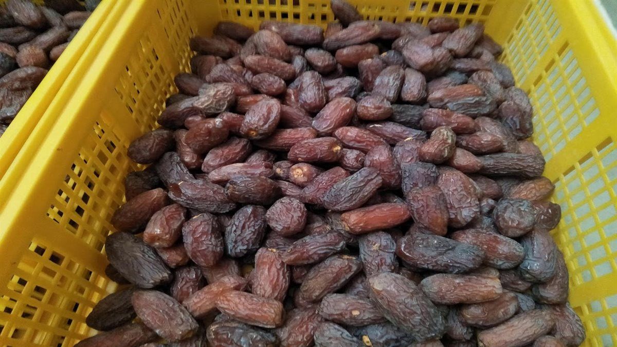 أسعار البلح والتمور، فيتو