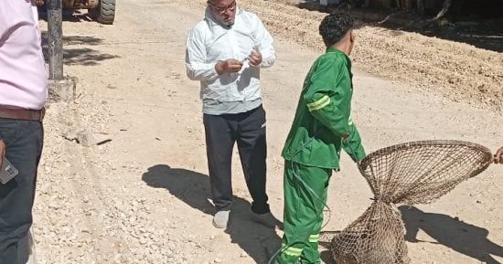 محافظ الدقهلية: حملة لمواجهة الكلاب الضالة بميت غمر بعد شكوي المواطنين