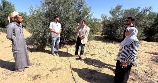 وكيل زراعة شمال سيناء يتفقد مزرعة زيتون بالشيخ زويد