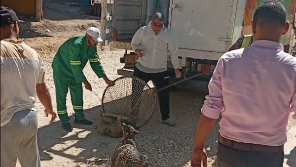 محافظ الدقهلية يتابع حملات مواجهة الكلاب الضالة بميت غمر استجابة لشكاوى المواطنين
