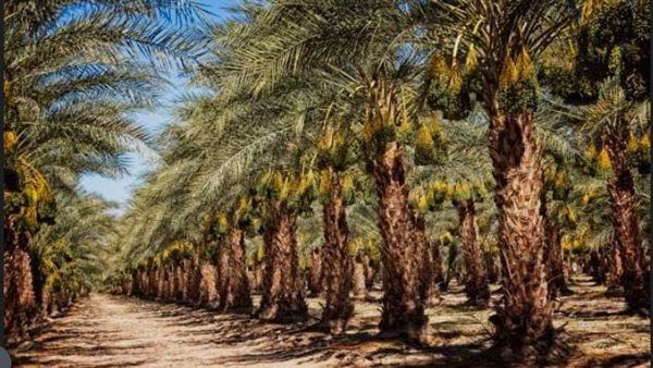 نحتاج مايسترو وكفاية خسائر، خبير يوجه رسالة لاذعة للحكومة بشأن "هوجة" زراعة النخيل