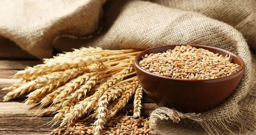 اسعار القمح اليوم الثلاثاء