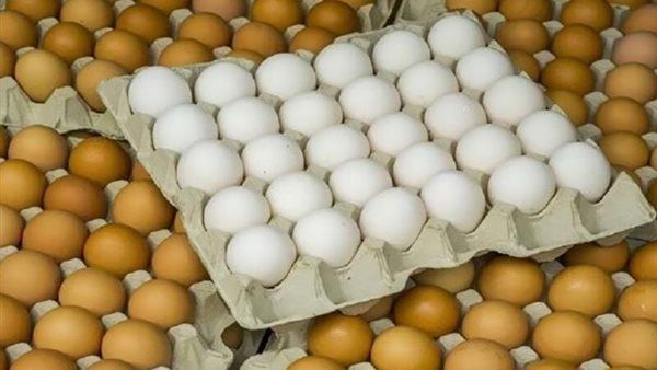 سعر كرتونة البيض اليوم الثلاثاء في بورصة الدواجن