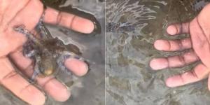 بريطاني ينجو من الموت بعد إمساكه أخطر كائنات في العالم (فيديو)