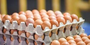 شعبة الثروة الداجنة تحذر من استمرار الانخفاضات في أسعار البيض