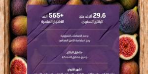 التين ينعش الأسواق بإنتاج 30 ألف طن 
من أجود الأصناف المحلية