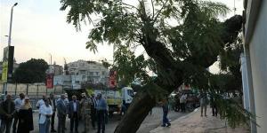 بعد سقوطها على عقار بمصر الجديدة.. إنقاذ شجرة عملاقة وإعادة زراعتها بأحدث معدات الدولة