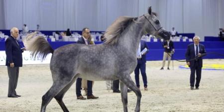 155 خيلاً في الدورة الـ 23 من بطولة دبي للجواد العربي