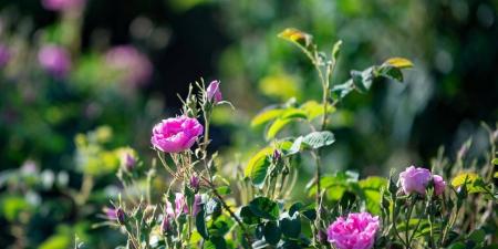 مزارع الورد الطائفي تشهد وفرة في المحصول الموسمي