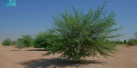 محمية الملك عبدالعزيز الملكية تؤهل +60% 
من أول مليون هكتار من أراضي الغطاء النباتي