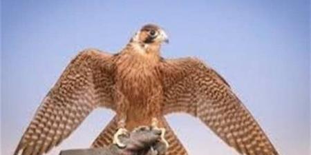 تفسير حلم صيد الصقر في المنام وعلاقته بالحذر من خطر قريب