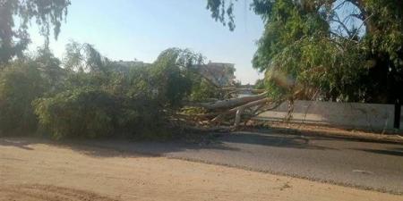 سقوط شجرة يعطل المرور بطريق "الإسماعيلية - الزقازيق" والأجهزة التنفيذية تتدخل (صور)
