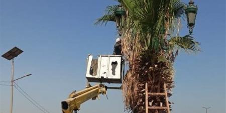 تكثيف أعمال تقليم وتهذيب أشجار النخيل بالطرق السريعة بأسيوط