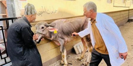 تحصين 254 ألف رأس ماشية ضد الحمى القلاعية والوادي المتصدع بالدقهلية