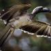 طائر «أبو معول» يعكس ثراء التنوع الحيوي في جازان