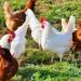 تصل إلى 5 جنيهات، ارتفاع أسعار الفراخ اليوم السبت 1 أغسطس 2026