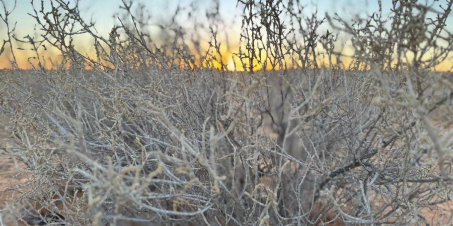 الرمث.. كنز الصحراء الصامد وركيزة التوازن البيئي