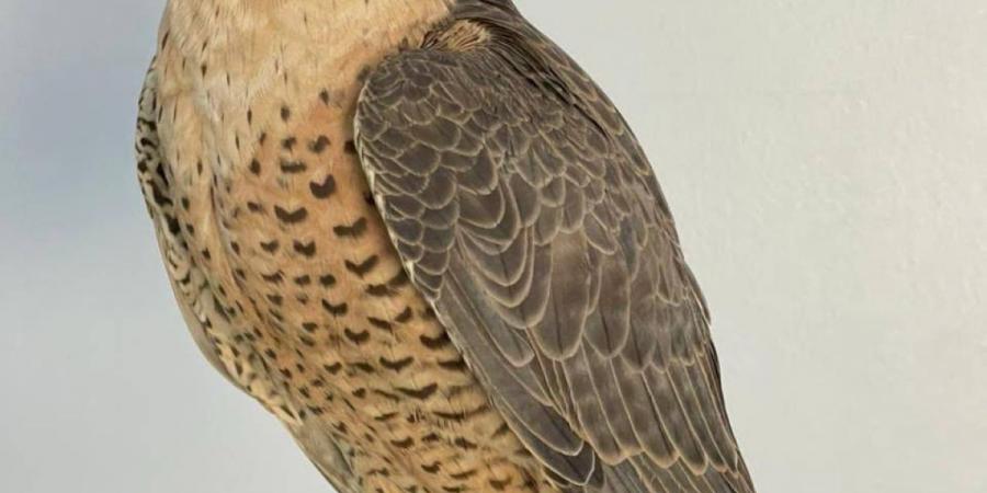 إنجاز سعودي يفك الشفرة الوراثية للصقور ويعزز صونها عالميا