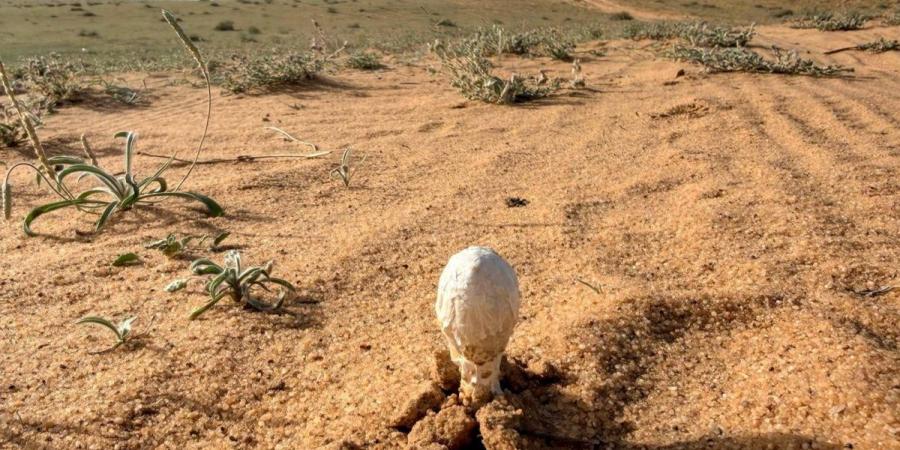 «البحث عن العرجون».. من أنماط الرحلات البرية لدى أهالي القصيم