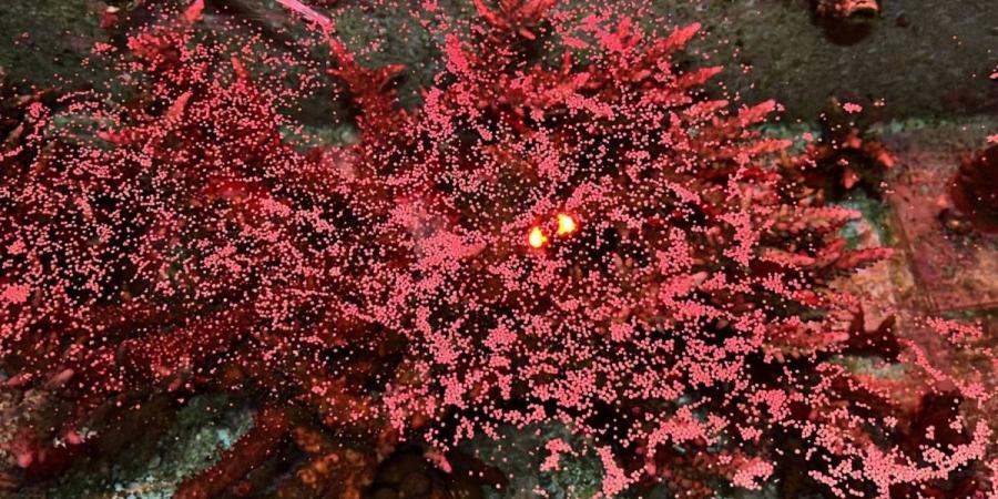 «كاوست» تنتج نحو مليوني بيضة مرجانية ضمن برنامج متقدم لدعم أبحاث المرجان وحمايته