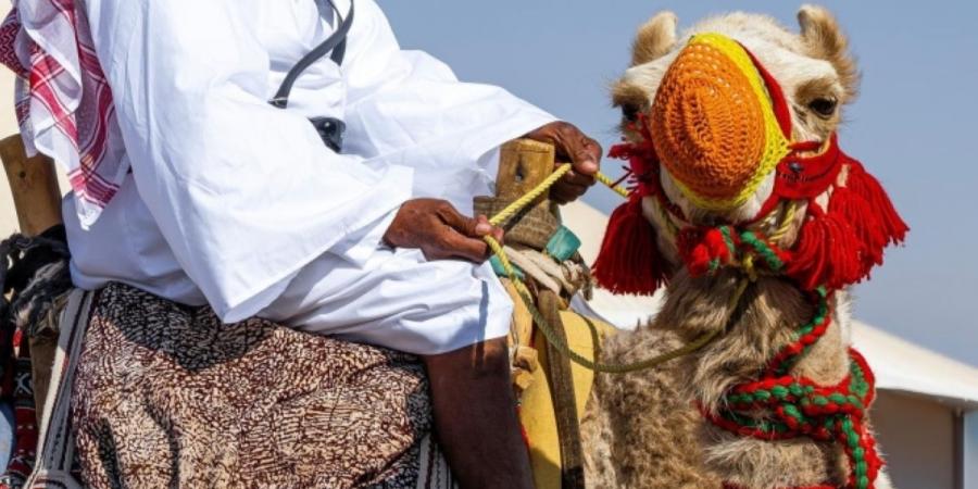 الإبل بنجران.. رمز ثقافي وهوية متجددة تتألق في يوم الإبل العالمي