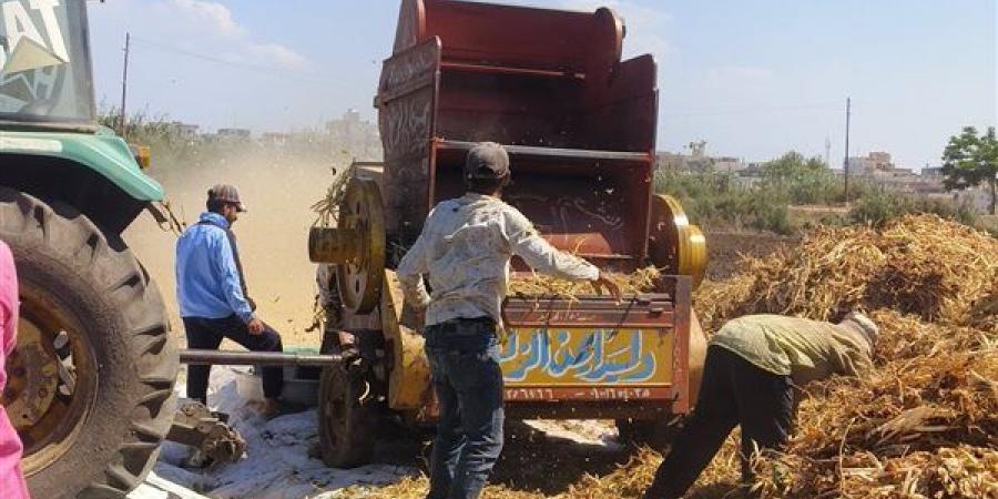حكاية تتوارثها الأجيال في شربين، "فيتو" ترصد عملية حصاد الفاصوليا البيضاء من الحقول إلى الأسواق (صور)