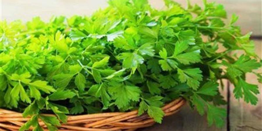 فوائد البقدونس للكلى، يفتت الحصوات ويعزز صحة الجهاز البولي