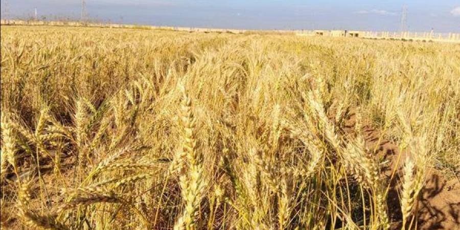 الزراعة: نتوقع زيادة مساحة الأراضي المنزرعة بالقمح 600 ألف فدان الموسم المقبل