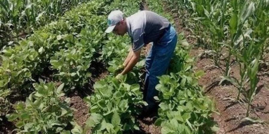 «تغير المناخ» يحذر من ارتفاعات جديدة بدرجات الحرارة والخريف مرحلة مهمة للمحاصيل الزراعية