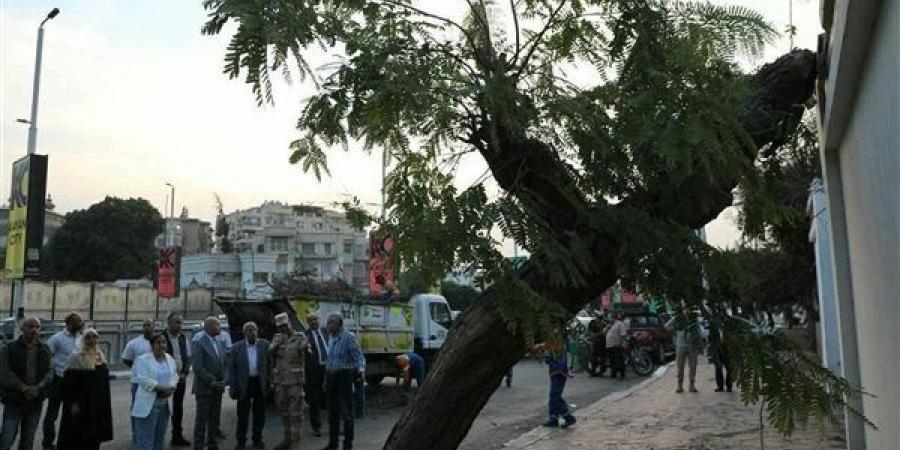 بعد سقوطها على عقار بمصر الجديدة.. إنقاذ شجرة عملاقة وإعادة زراعتها بأحدث معدات الدولة