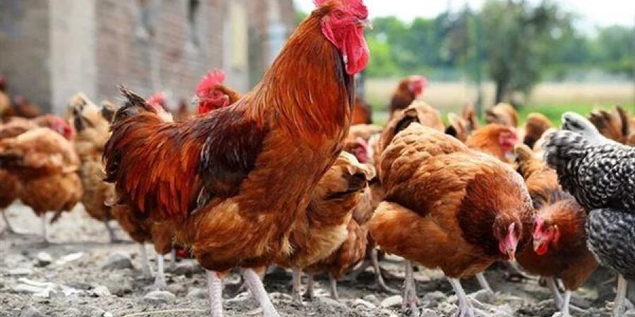 ارتفاع سعر الفراخ اليوم الإثنين 28 سبتمبر 2026
