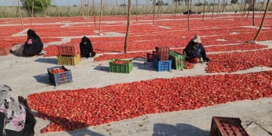 بداية الخير.. أول بشائر موسم تجفيف الطماطم فى الأقصر..فيديو وصور