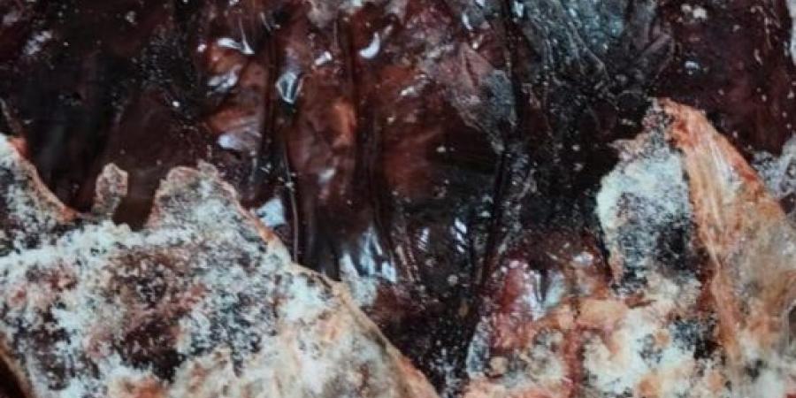 ضبط طن ونصف لحوم وكبدة مجمدة غير صالحة للاستهلاك بشبين القناطر