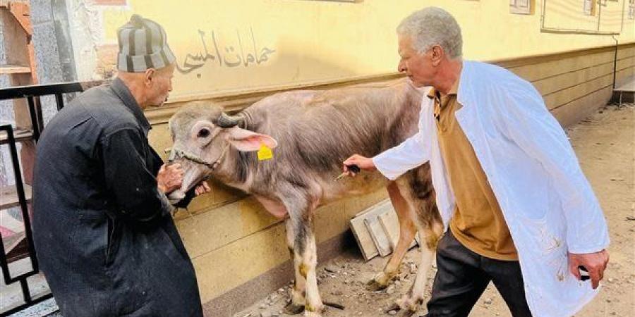 تحصين 254 ألف رأس ماشية ضد الحمى القلاعية والوادي المتصدع بالدقهلية