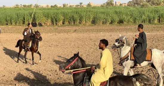 هنا لا خاسر.. مرماح العليقات بقنا يجمع مئات الخيالة في عادة تراثية سنوية.. صور