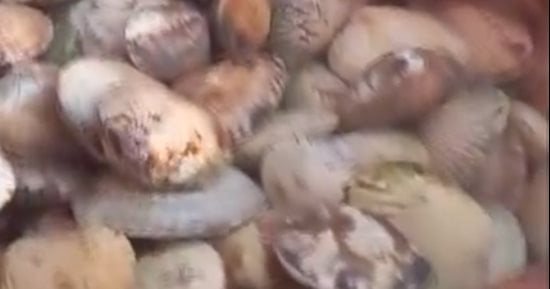 البكالويز وبلح البحر.. أكلات دمياطية تعود إلى موائد الأهالي فى الشتاء