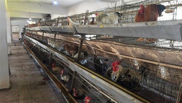 عميد زراعة عين شمس يفتتح عنبري دواجن بمركز التجارب والبحوث الزراعية بشلقان