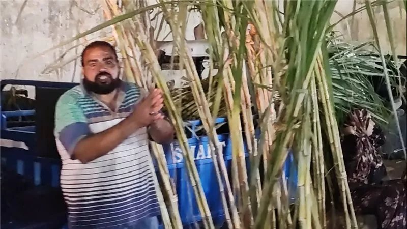 "أبو اللبايش"، قصب السكر يزين الليلة الختامية لمولد السيد البدوي بطنطا ​(فيديو)