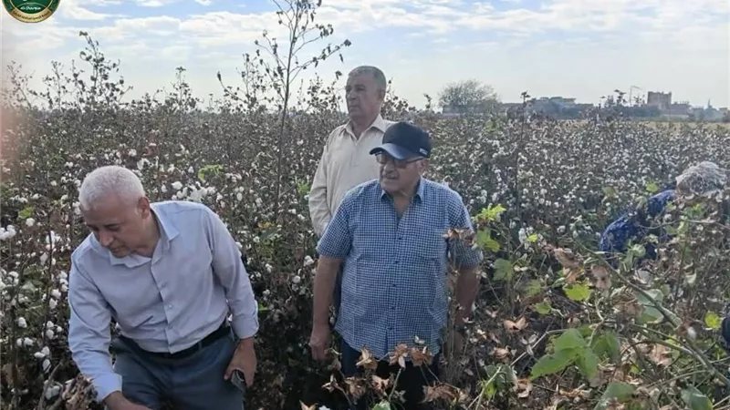 زراعة الشرقية تتابع أعمال جني محصول القطن وتكثيف الحملات الإرشادية