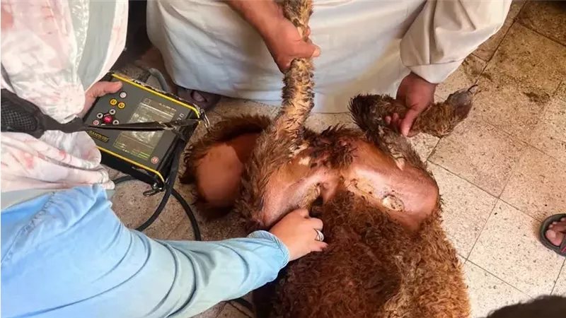الزراعة: تقديم خدمات الرعاية التناسلية لـ42 ألف رأس ماشية خلال سبتمبر