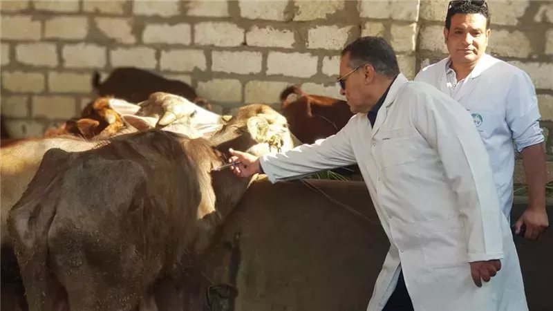 حملة تحصين الماشية ضد الجلد العقدي وطاعون المجترات تنطلق غدا بالفيوم