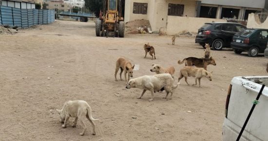 استكمال حملات تطعيم الكلاب الضالة بحدائق أكتوبر بعد حادث الطفلة سلسبيل