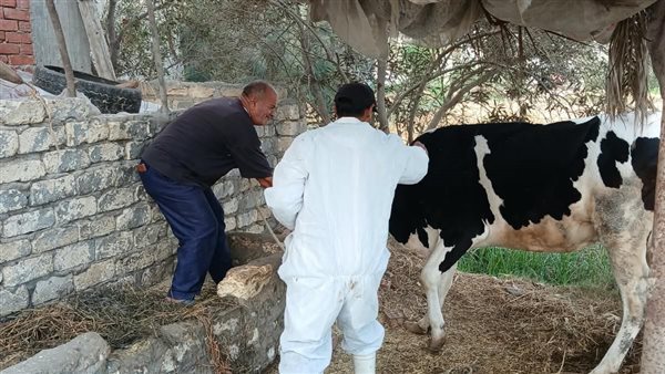 تحصين 45 ألف حيوان ضد الحمى القلاعية و"السعار" في قرى فايد بالإسماعيلية